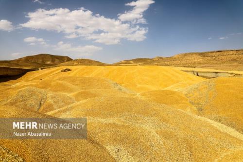 خریداری حدود ۱ و چهار دهم میلیون تن گندم از کشاورزان خوزستانی