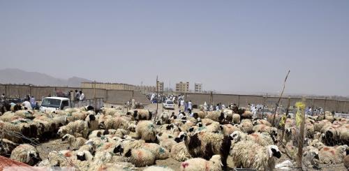 آخرین خبر درباره ی قیمت گوسفند عید قربان