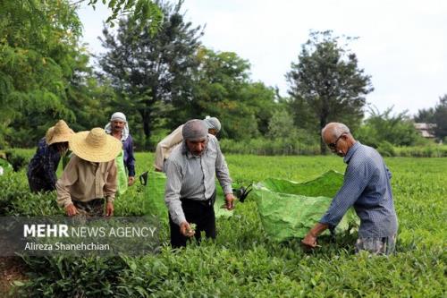۸۴ هزار تن برگ سبز چای از چای کاران خریداری شد