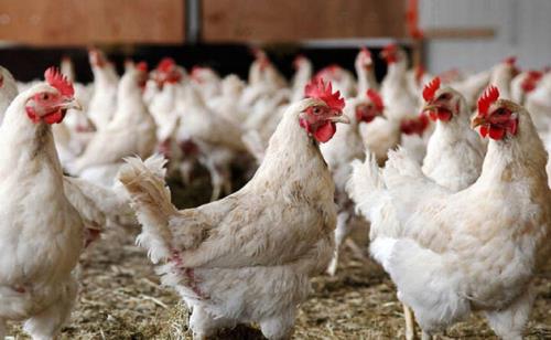 پیش بینی سهم 30 درصدی مرغ لاین آرین در بازار گوشت مرغ