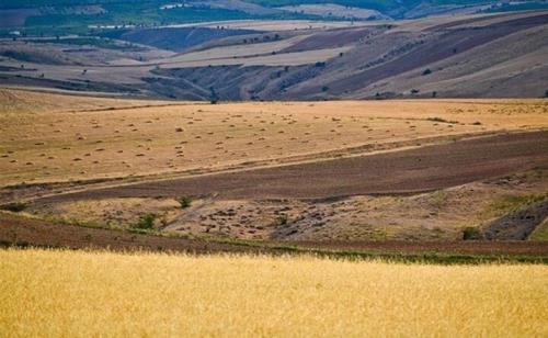 طرح جهش تولید در ۶ میلیون هکتار از دیمزارهای کشور اجرا می شود