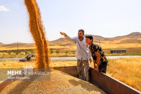 تحویل گندم به مراکز سرپوشیده خوزستان با توجه با بارندگی ها