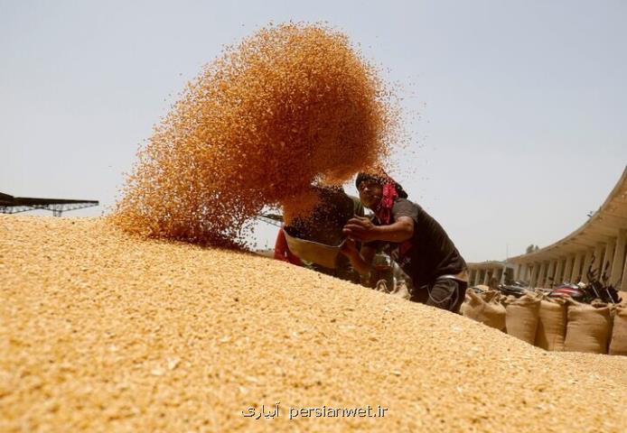 اختصاص ۱۵۰۰ میلیارد تومان برای پرداخت مطالبات گندمکاران خوزستانی