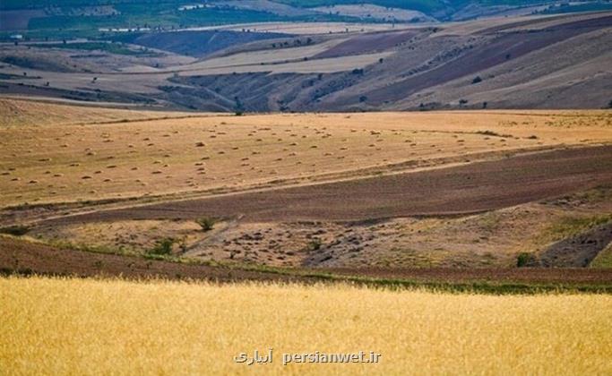 طرح جهش تولید در ۶ میلیون هکتار از دیمزارهای کشور اجرا می شود