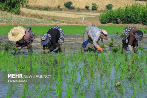 نرخ خرید تضمینی برنج برای سال زراعی ۱۴۰۳-۱۴۰۴