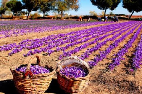 پیشبینی می شود سال جاری حدود ۴۰۰ تن زعفران در کشور تولید شود