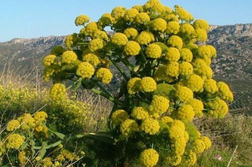 باریجه کاری 250 هکتاری در آرادان اقتصادی کردن مرتع داری با توسعه گیاهان دارویی