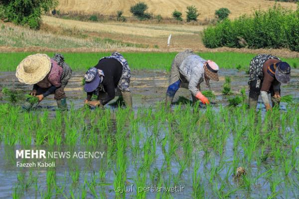 نرخ خرید تضمینی برنج برای سال زراعی ۱۴۰۳-۱۴۰۴