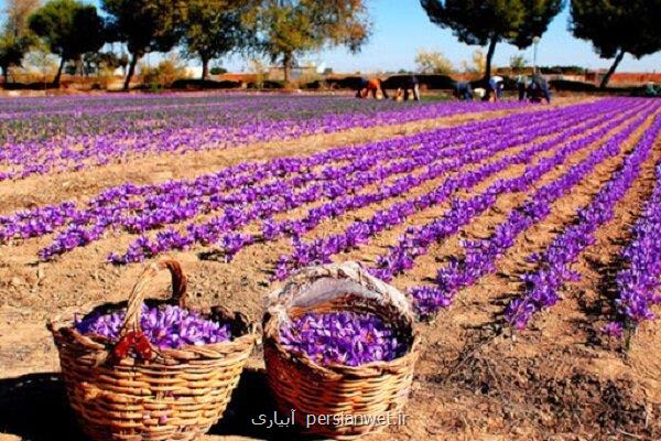 پیشبینی می شود سال جاری حدود ۴۰۰ تن زعفران در کشور تولید شود