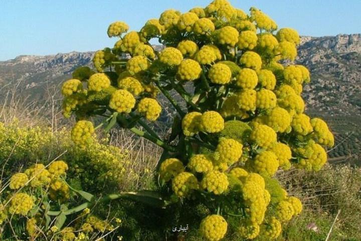 باریجه کاری 250 هکتاری در آرادان اقتصادی کردن مرتع داری با توسعه گیاهان دارویی