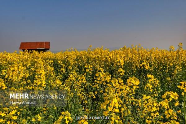 کلزاکاران خوزستانی در تنگنای حمل و نقل 53 هزار تن محصول خریداری شد